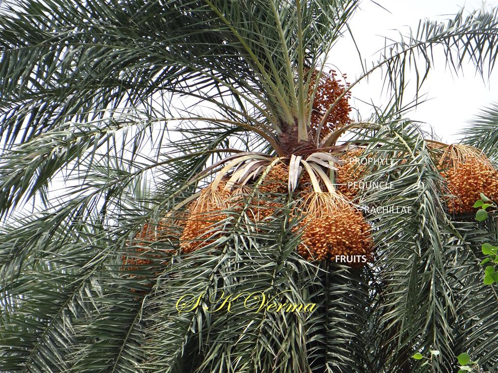  Plant with fruiting infl.